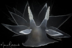 Forsted Nudi under a hint of light by Mario Robillard 